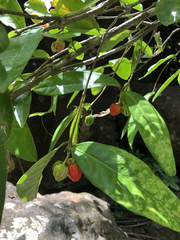 Malpighia fucata
