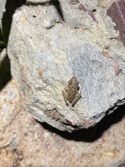 Pristimantis fenestratus
