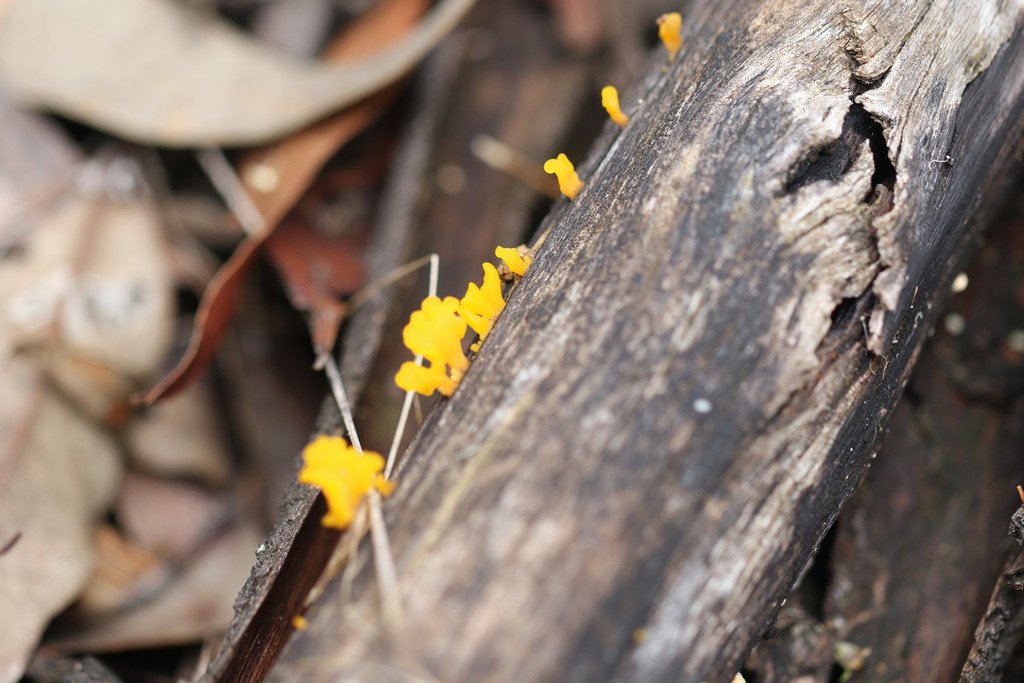 Fanshaped Jelly Fungus from Somersby NSW 2250, Australia on November