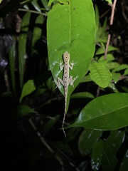 Anolis chrysolepis