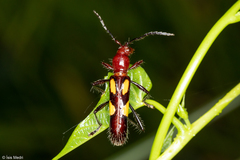 Stenygra cosmocera