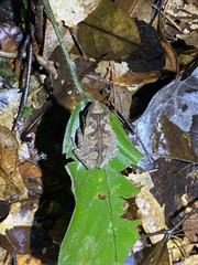 Rhinella proboscidea