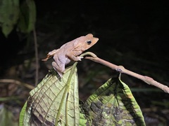Rhinella proboscidea