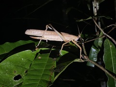 Eumecopterus incisus