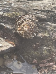 Megastraea undosa