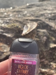 Megastraea undosa