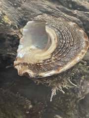 Megastraea undosa