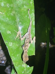 Anolis chrysolepis