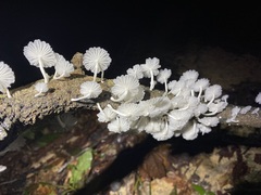 Marasmiellus volvatus