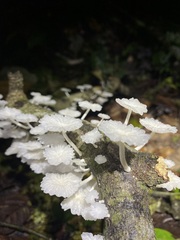 Marasmiellus volvatus