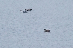 Larus