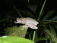 Osteocephalus taurinus