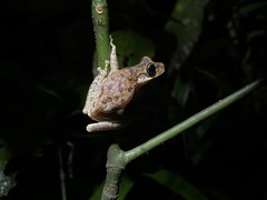 Osteocephalus taurinus