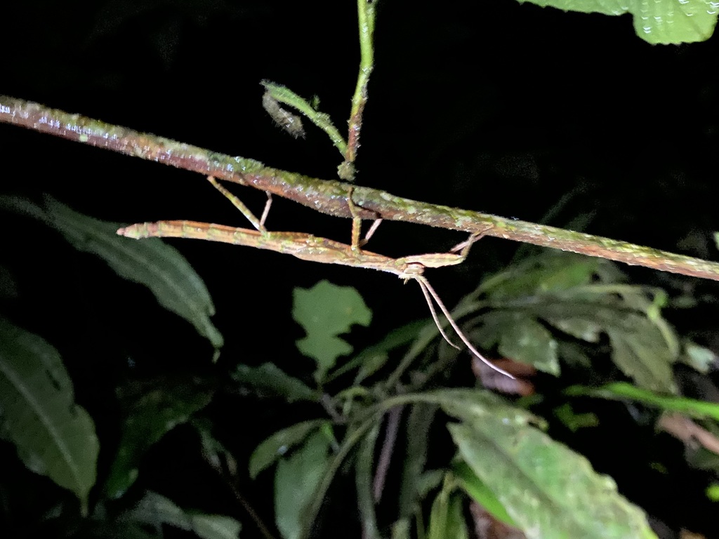 Periphloea amazonica