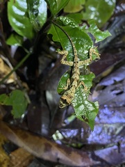 Anolis chrysolepis