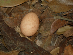 Nyctidromus albicollis