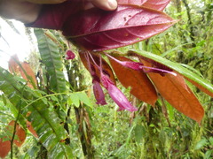 Columnea ciliata