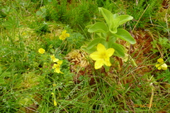 Lysimachia azorica
