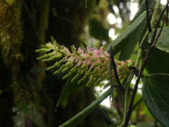 Cavendishia grandifolia