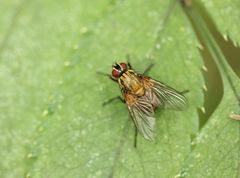 Phaonia