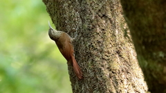 Lepidocolaptes affinis