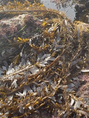 Egregia menziesii
