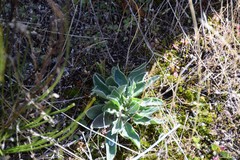 Pilosella pseudopilosella