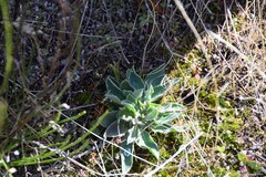 Pilosella pseudopilosella