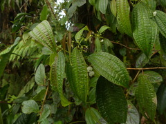 Miconia rubescens