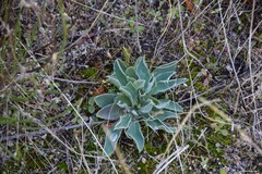 Pilosella pseudopilosella