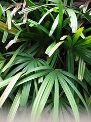 Rhapis gracilis