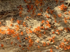 Cytospora chrysosperma