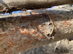 Cytospora chrysosperma