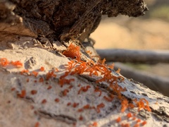 Cytospora chrysosperma