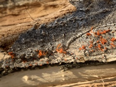 Cytospora chrysosperma