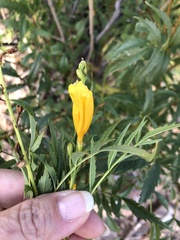 Tecoma stans angustata