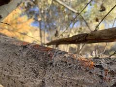 Cytospora chrysosperma