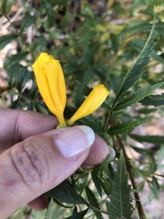 Tecoma stans angustata