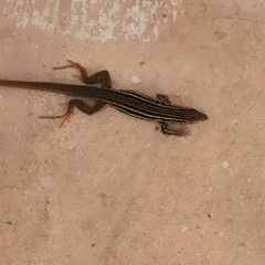 Aspidoscelis uniparens