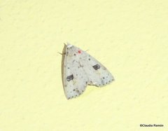 Scolecocampa