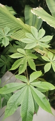 Cleome gigantea