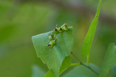 Celticecis spiniformis