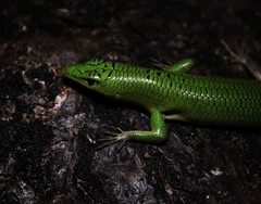 Lamprolepis smaragdina
