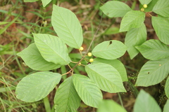 Frangula alnus