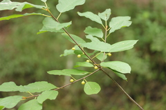 Frangula alnus