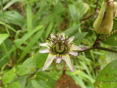 Passiflora chelidonea