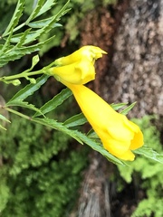 Tecoma stans angustata