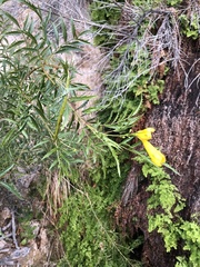 Tecoma stans angustata