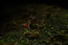 Leptophryne javanica