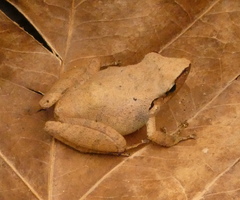 Pristimantis ramagii